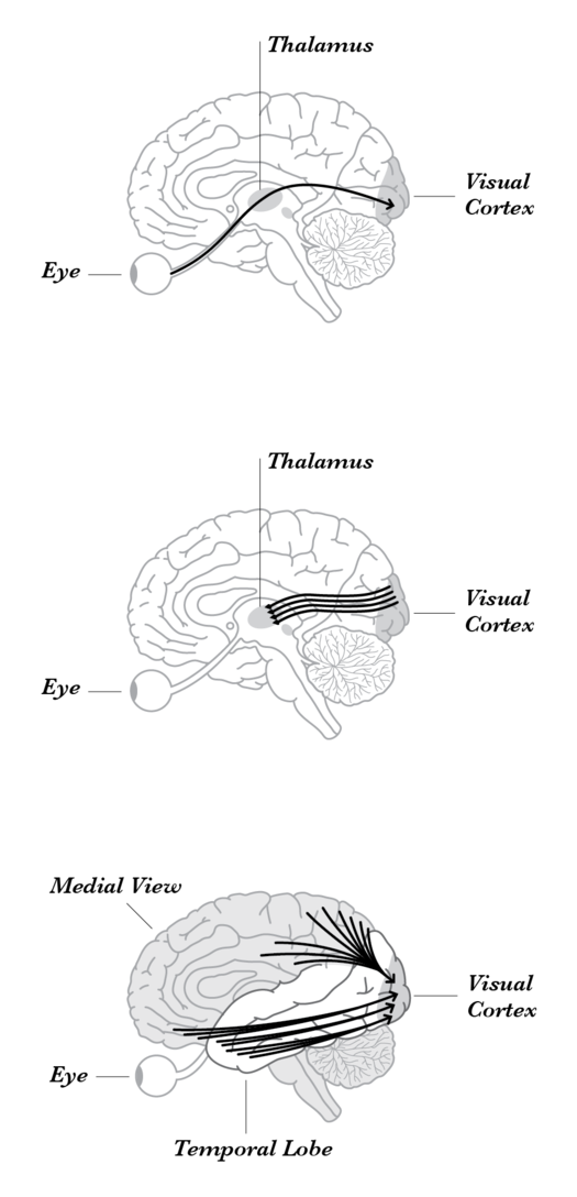 Neural Paths to Visual Cortex